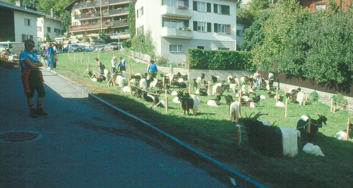 Scan118 Ziegen Suedrampe