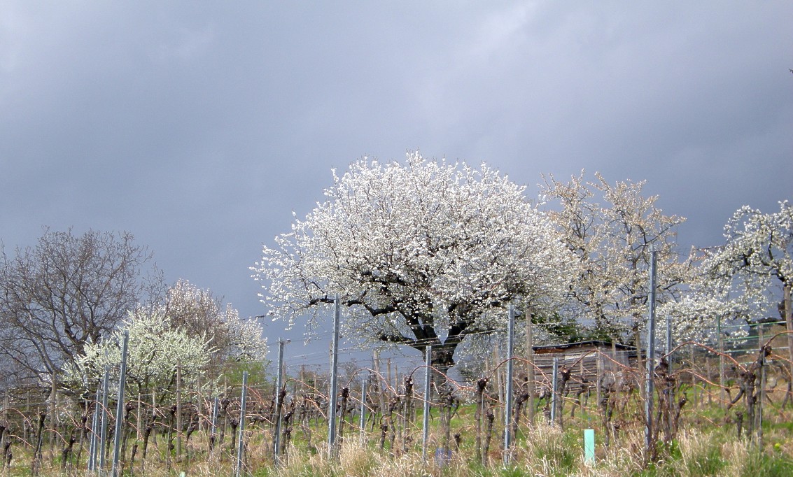 Kirschbluete 2012 00204