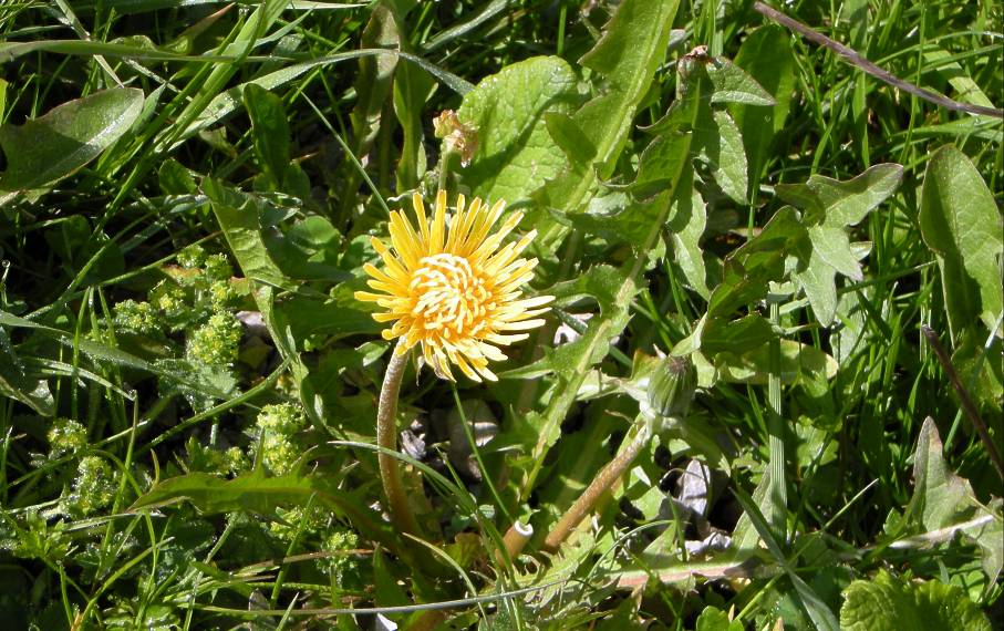 002 Gruenten Bluete02