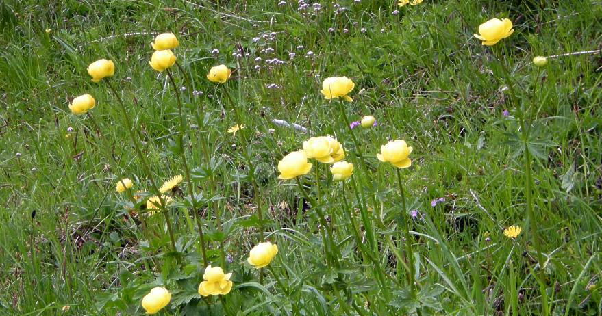 003 Sumpfdotterblumen