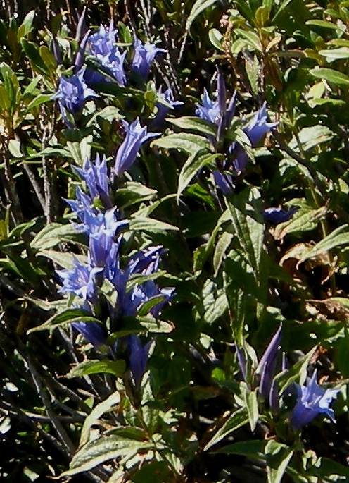 Walmedinger Horn 016