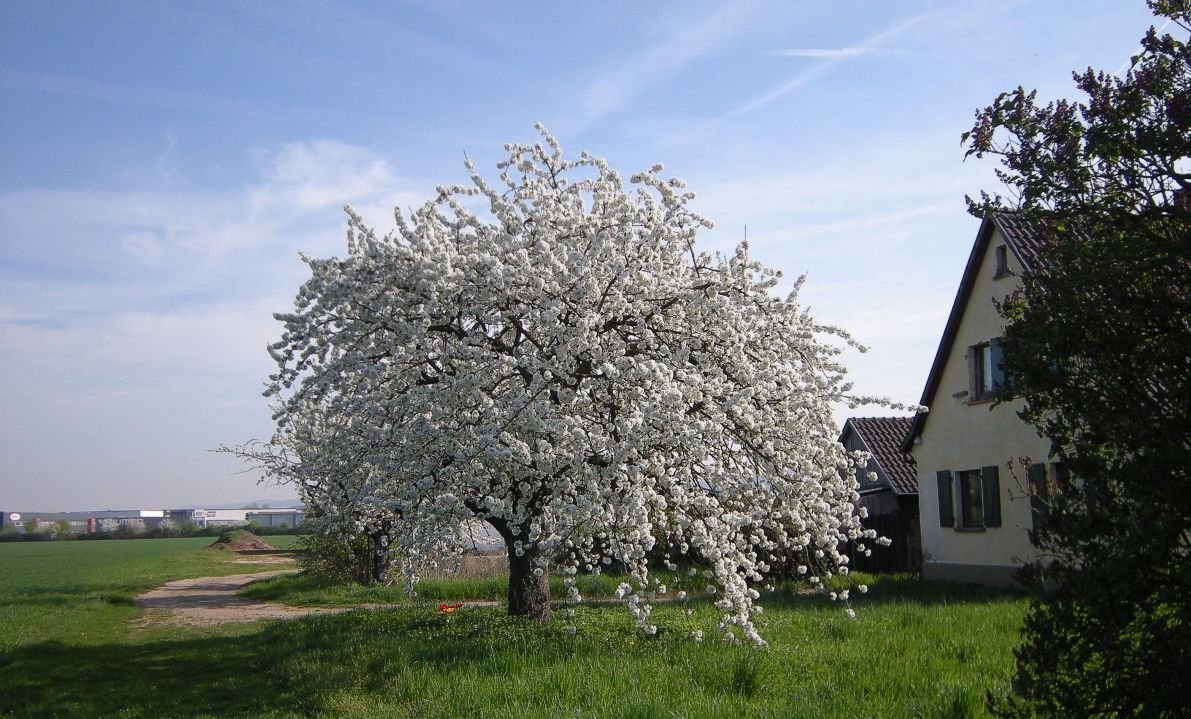 Kirschbaum Heddesheim Leutershausen 2