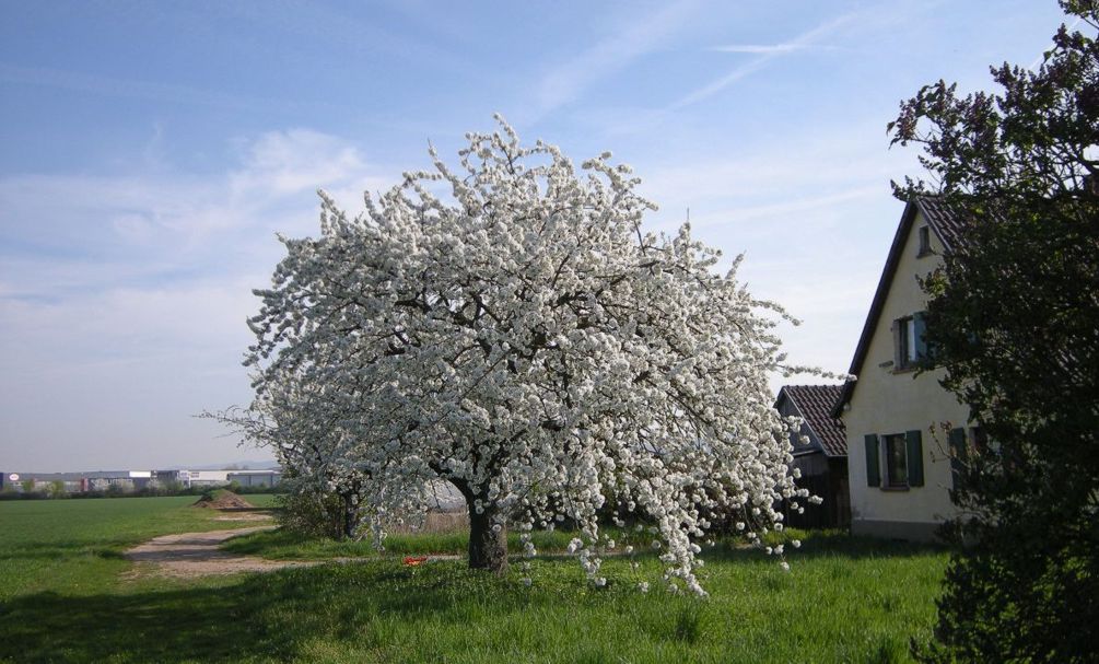 Kirschbaum Heddesheim Leutershausen 2a