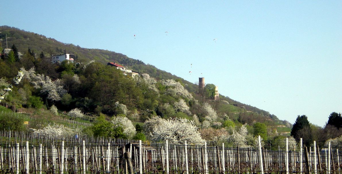 Kirschbluete mit Strahlenburg