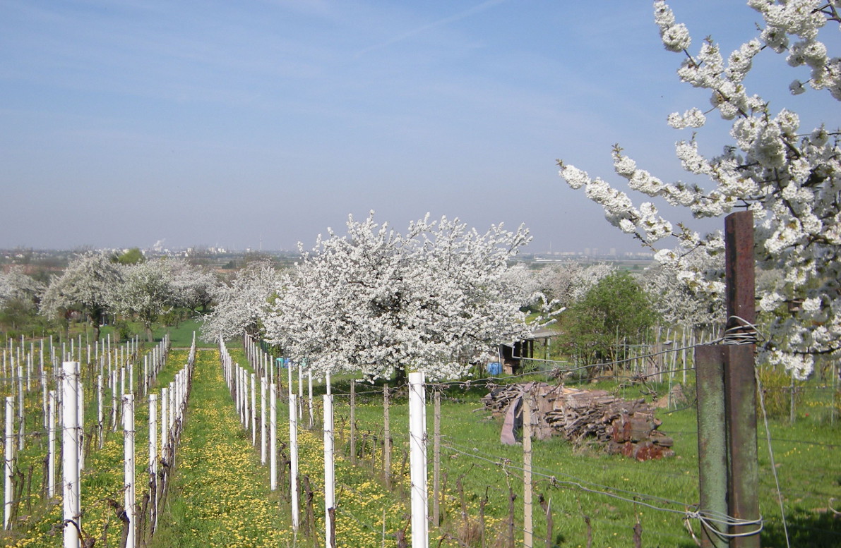 Kirsche mit Loewenzahn 2