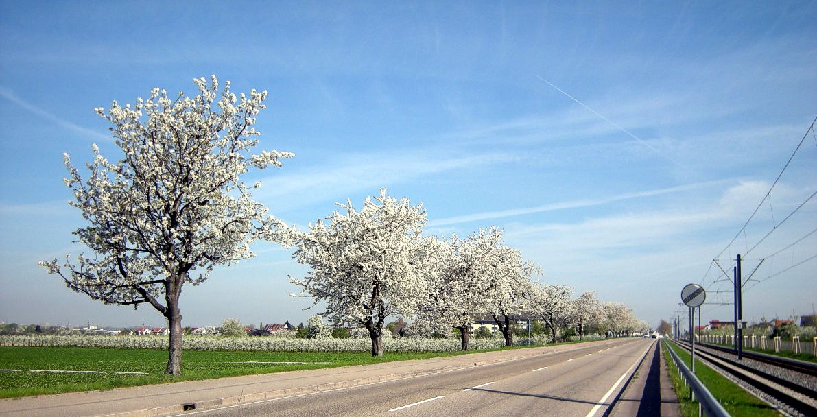 Kirschen an der B3