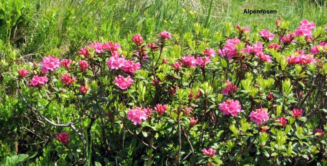 03 Alpenrosen