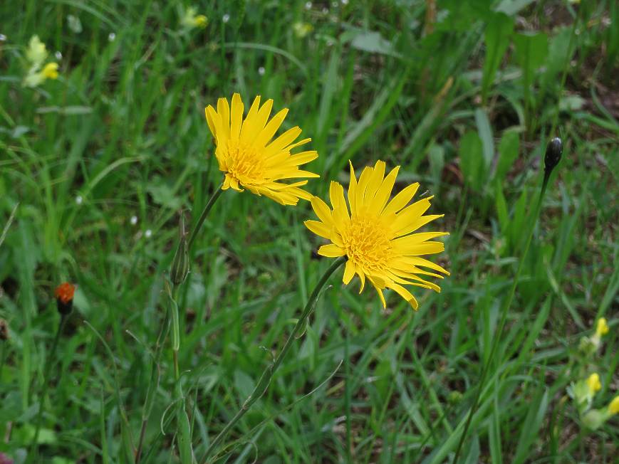 07 Habichtskraut zwei Blueten