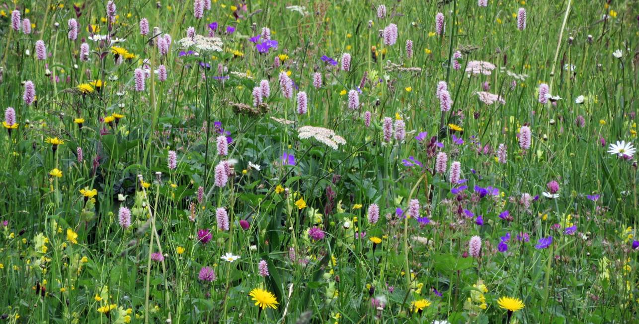 08 Wiese lilafarben