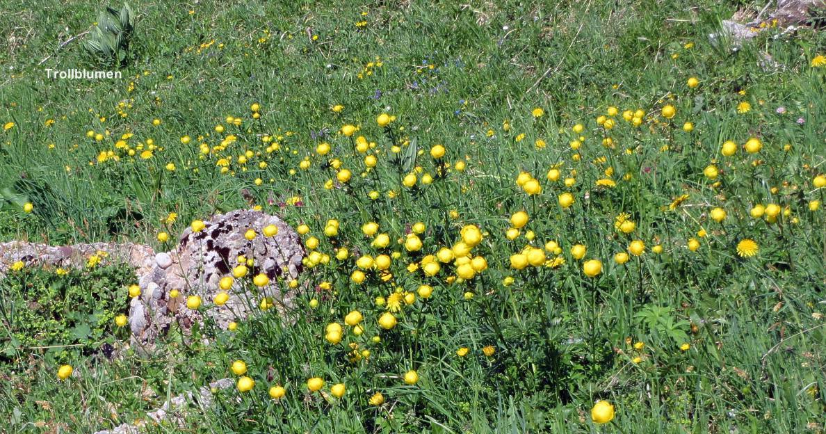 04 Trollblumen