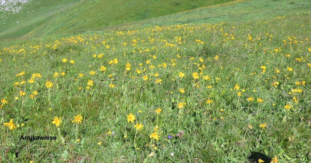 08 Arnika