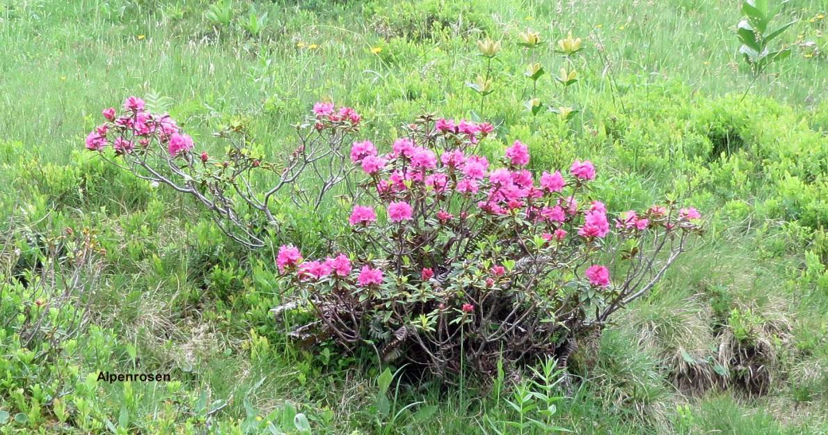 09 Alpenrosen