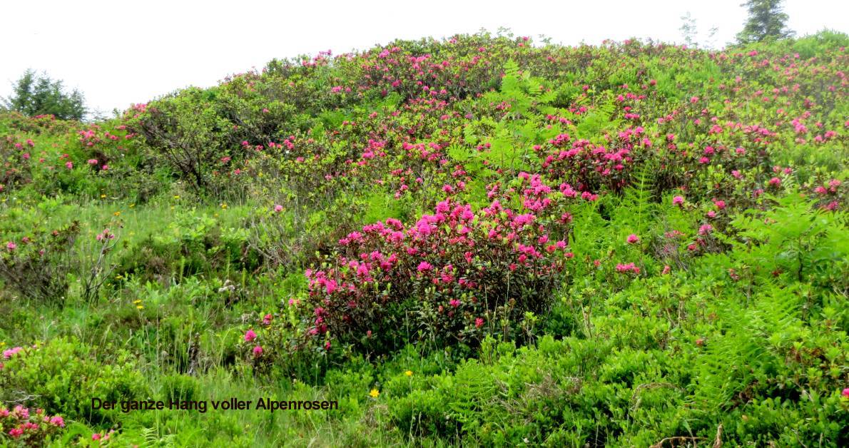 11 Alpenrosen