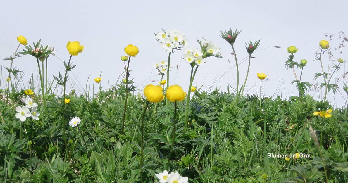 22b Blumen am Grat
