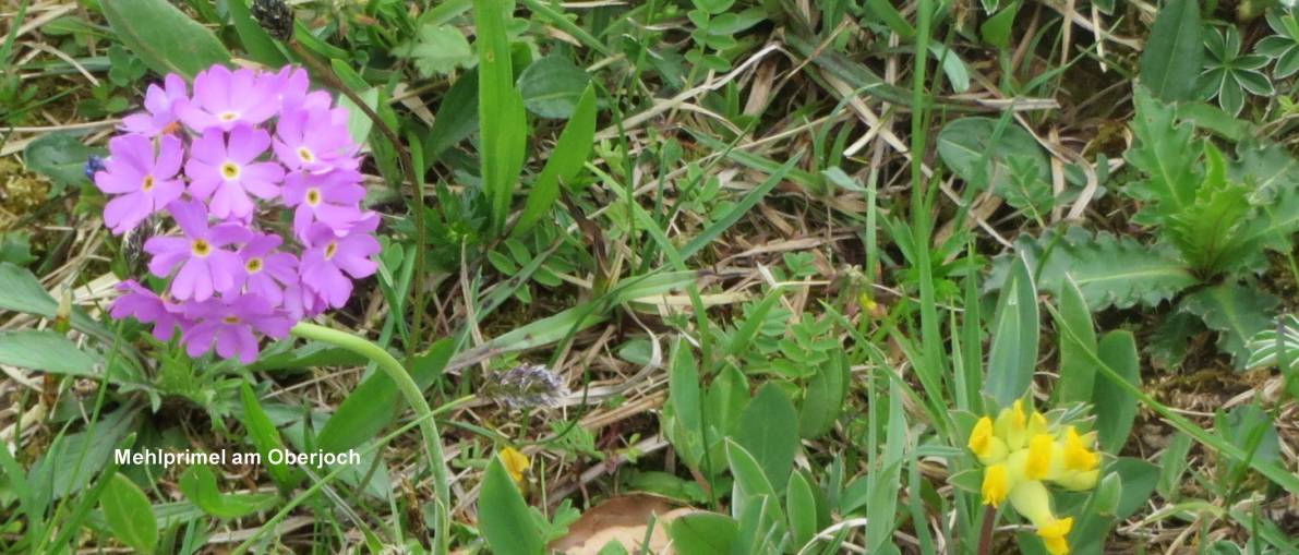 Mehlprimel breit