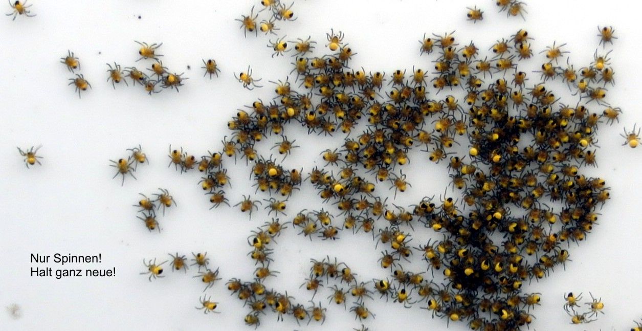 Spinnen 03a