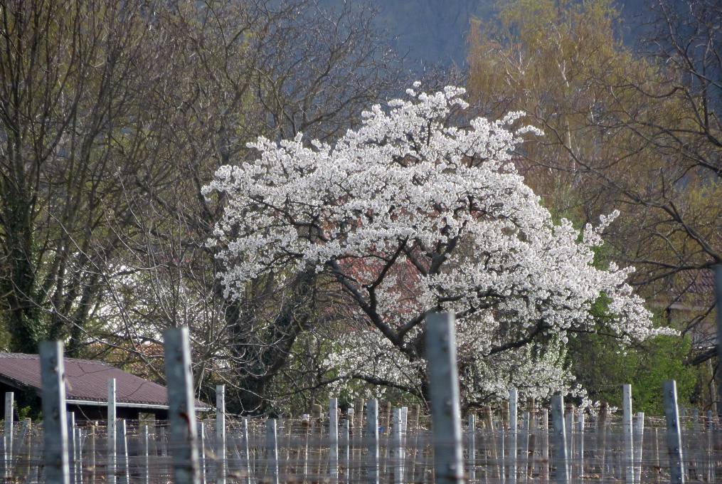 Kirschbaum im Weinberg