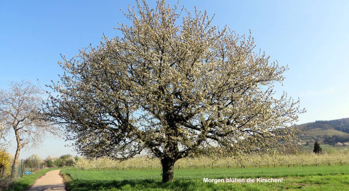 Kirschbaum vor Schriesheim 1