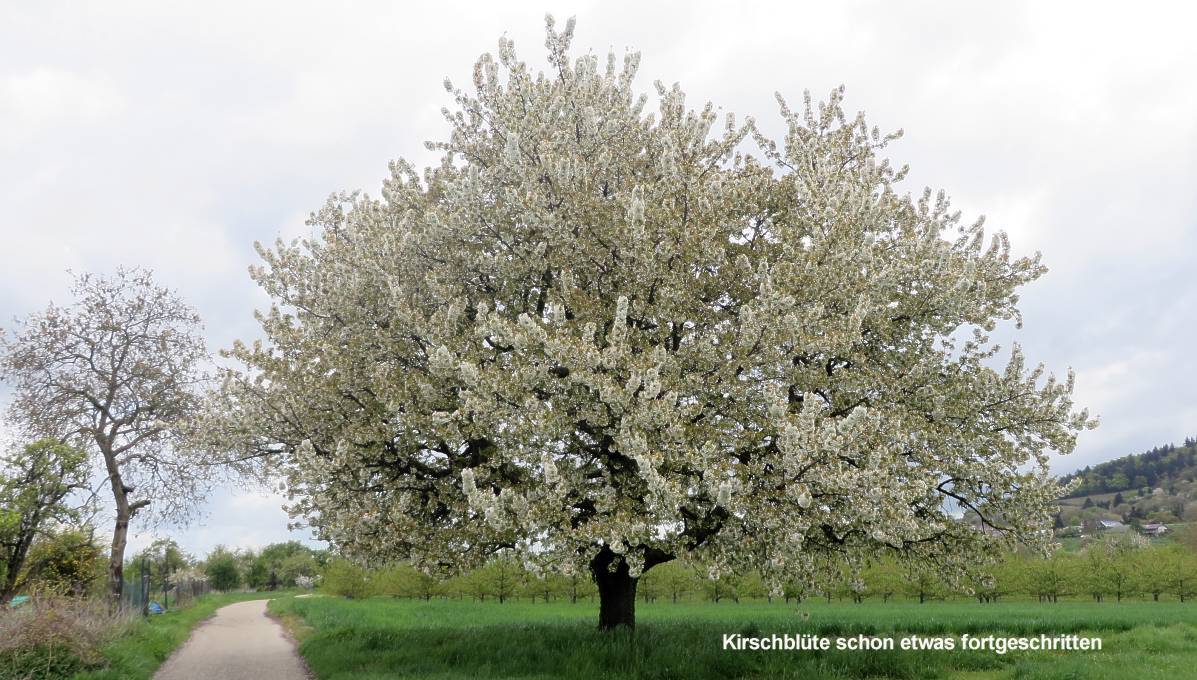 Kirschbaum vor Schriesheim 2