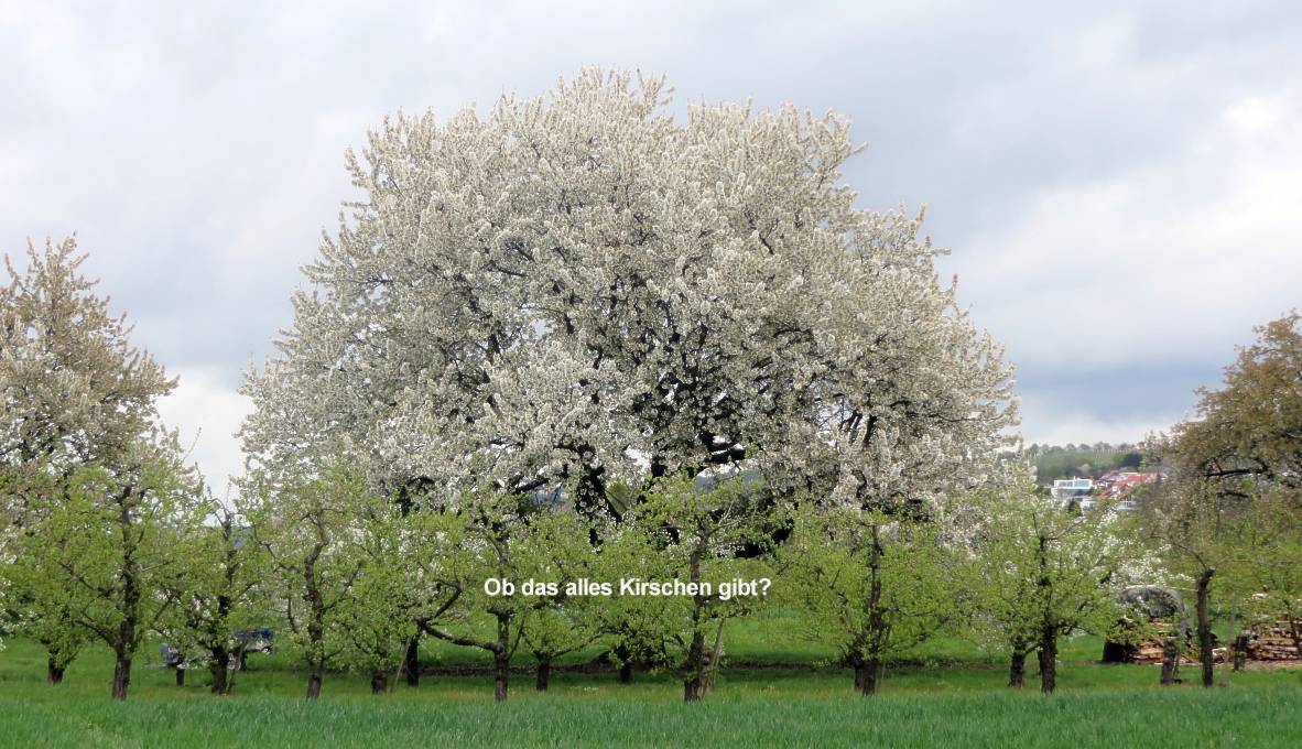 Kirschbluete 1