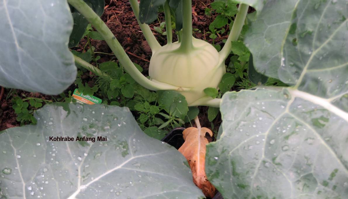 Kohlrabe