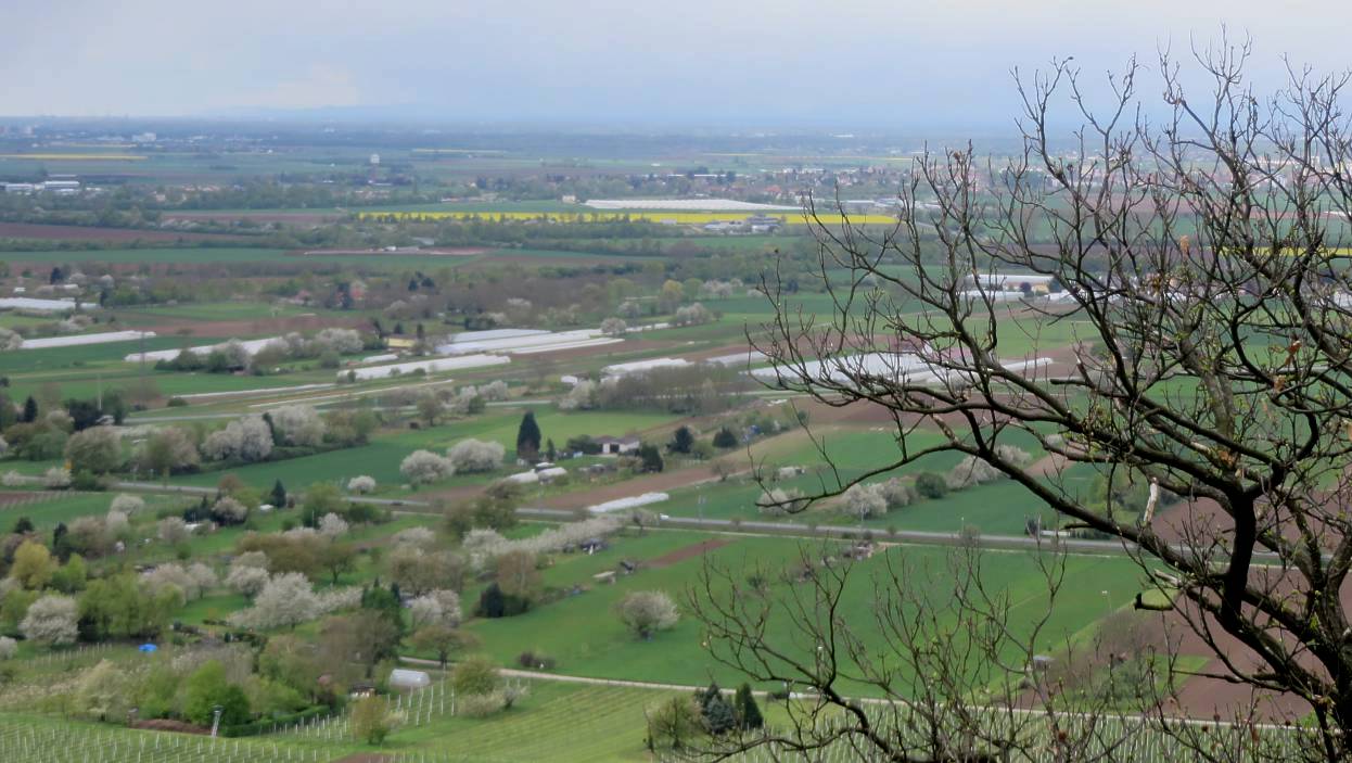 Rheinebene im Fruehjahr