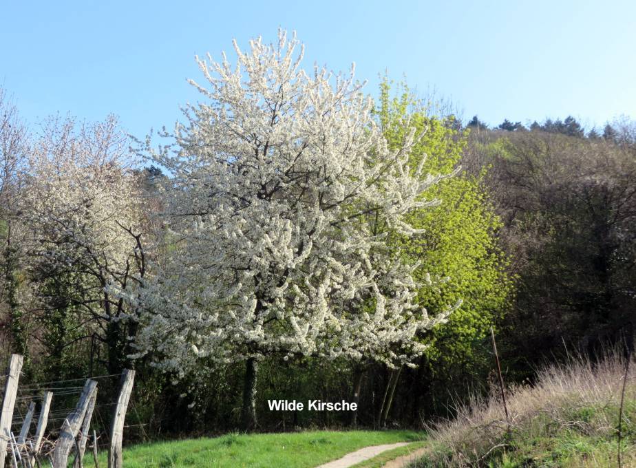 Wilde Kirsche