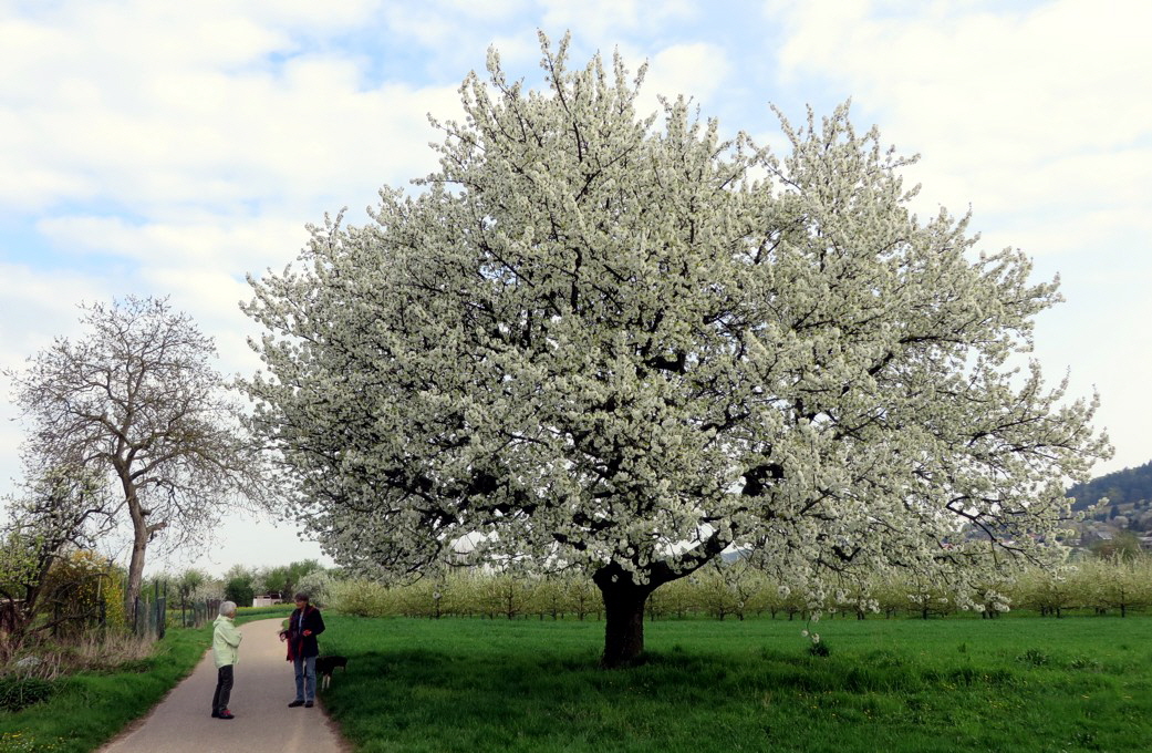 08 Kirschbaum bester