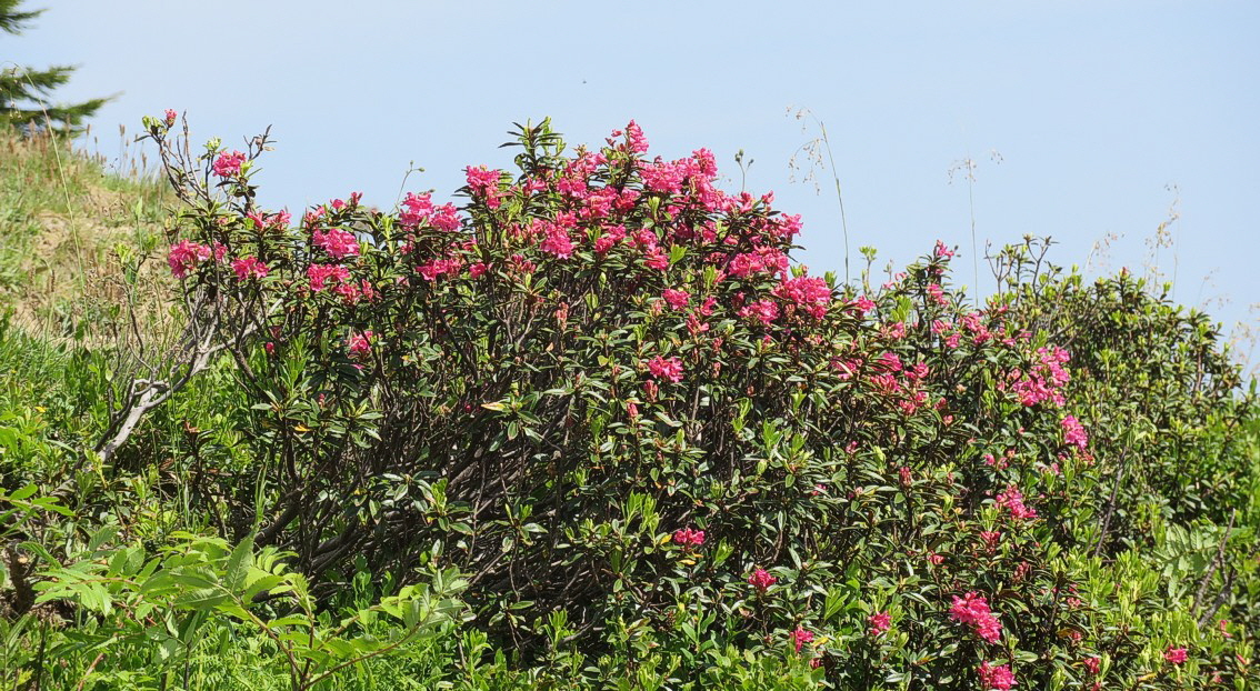 02 Rangiswanger Horn