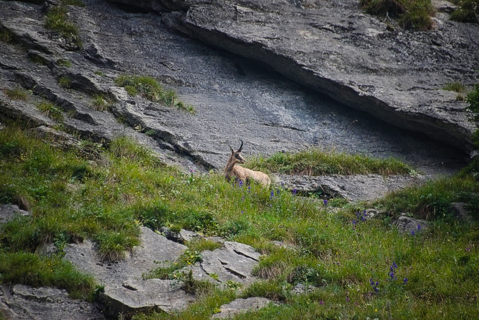 Gluetsch Gemse 72 dpi