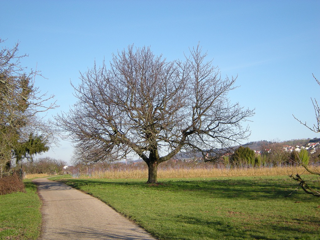 Kirschbaum Leutershsn