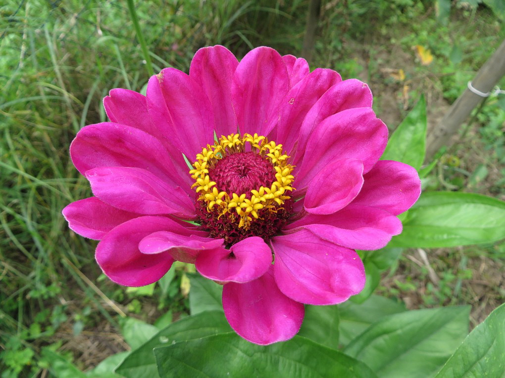 Zinnien 07