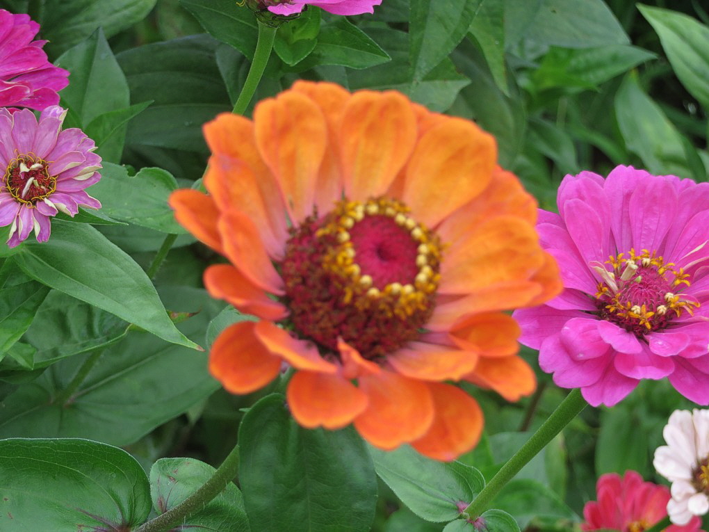 Zinnien 08