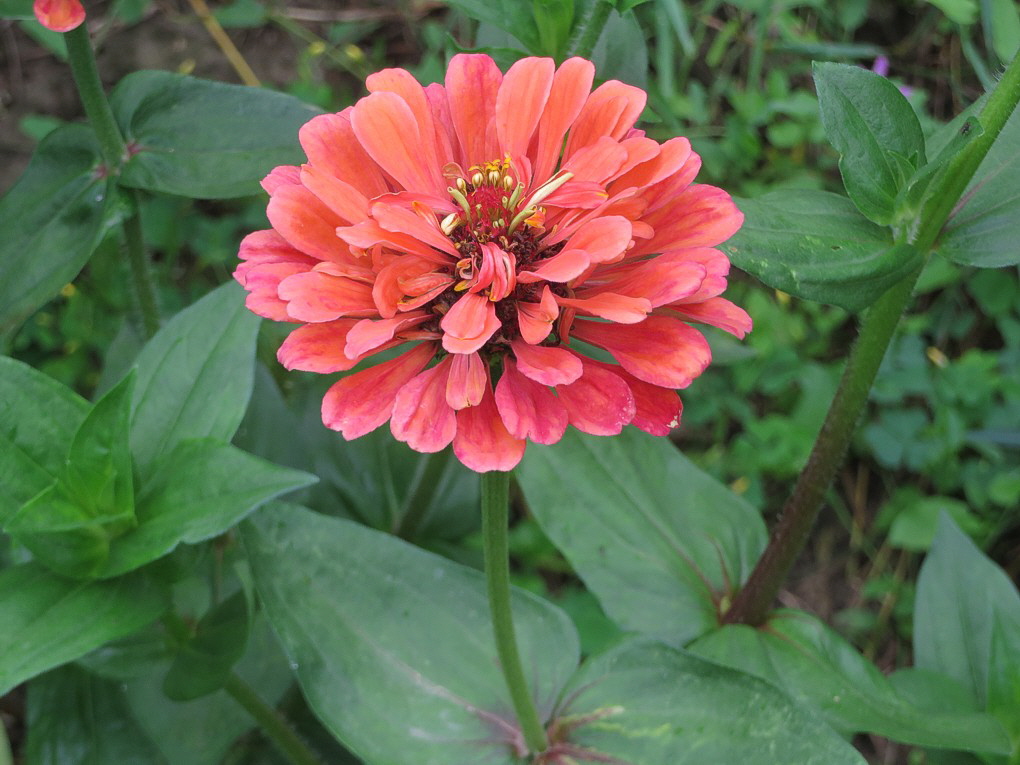 Zinnien 10