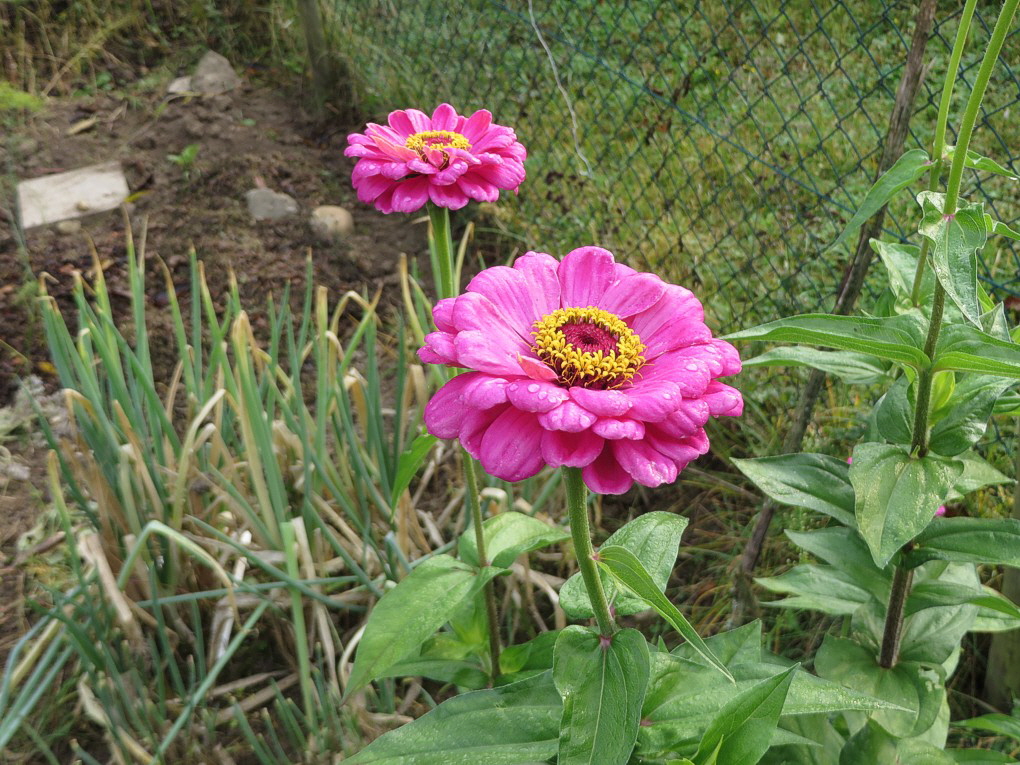 Zinnien 01