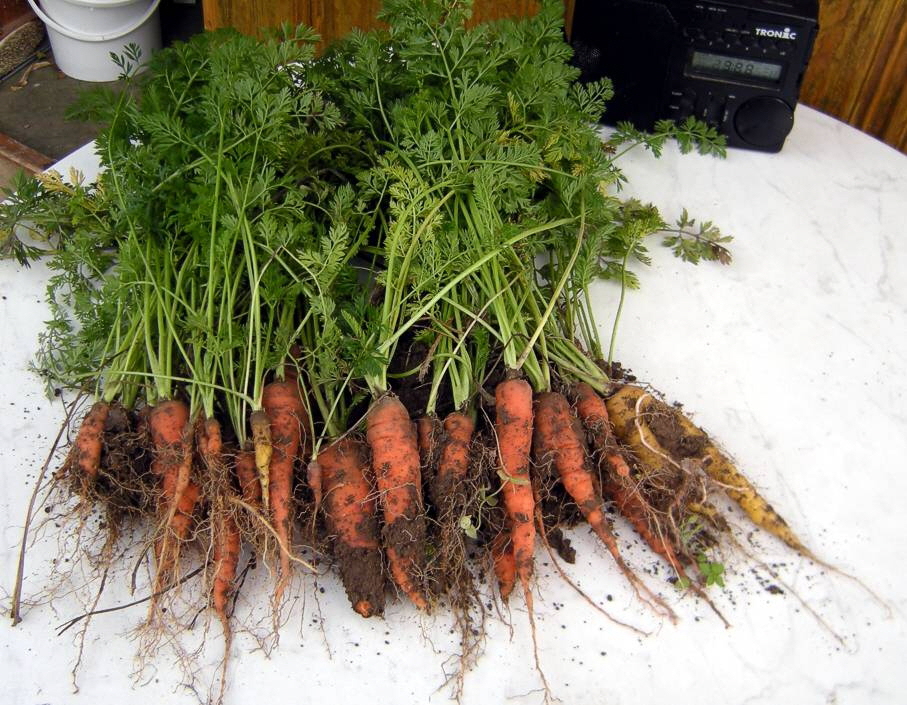 Moehren biologisch wo1