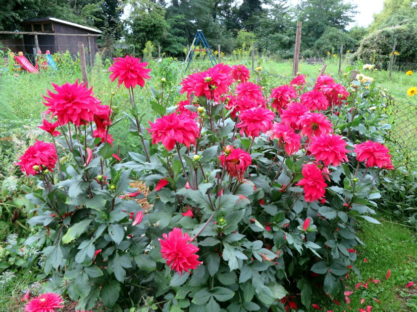 Dahlien viele