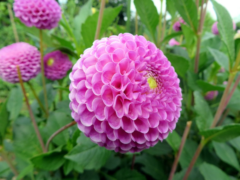 Pompomdahlie