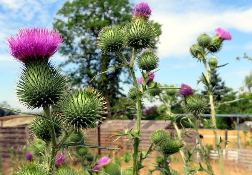 Distel