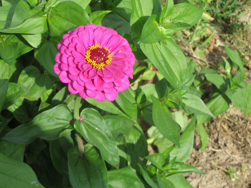 Zinnien 01