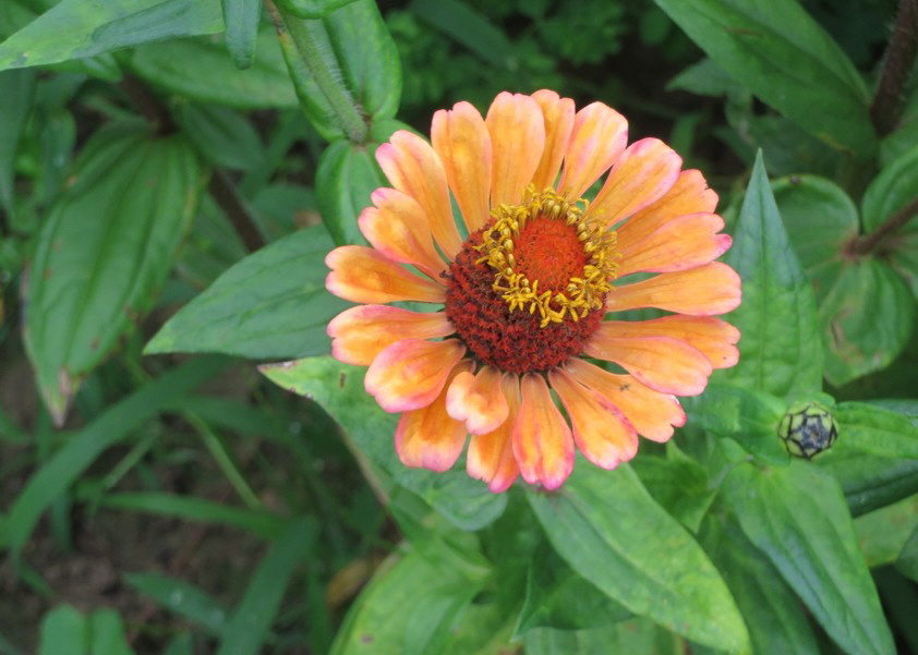 Zinnien 05