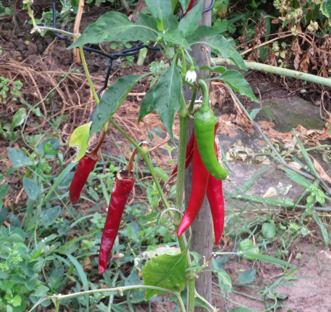 Paprika scharf