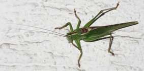 Heuschrecke klein3